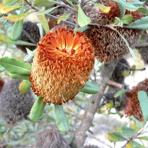 Banksia ornata