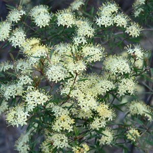 Scaly Phebalium near Bylong, NSW.