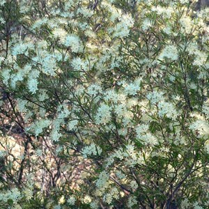 Scaly Phebalium near Bylong NSW