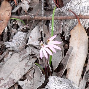 Caladenia carnea, near Bylong, NSW