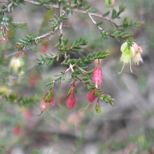 Darwinia sp, Goulburn Rivers NP, NSW