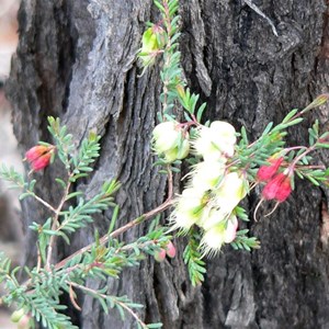 Darwinia, Goulburn Rivers NP, NSW