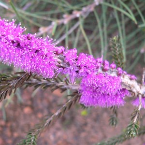 Corky Honeymyrtle, melaleuca suberosa