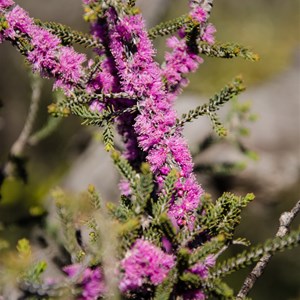 Melaleuca suberosa