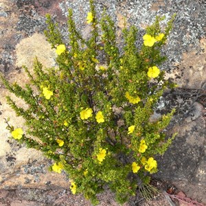 Guinea Flower - Hibbertia diffusa