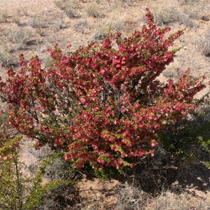 Hopbush, Diamantina NP, Qld