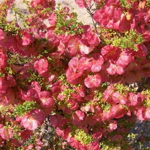 Hopbush, Diamantina NP, Qld