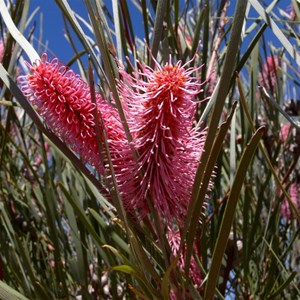 Grass-leaved Hakea, Connie Sue Highway