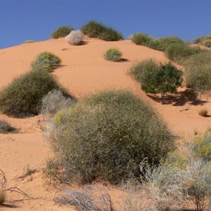 Rounded Lignum bushes on dunes near Birdsville