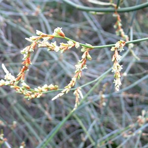 Female lignum flowers