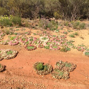 Wreath flowers on a disturbed section of gravel