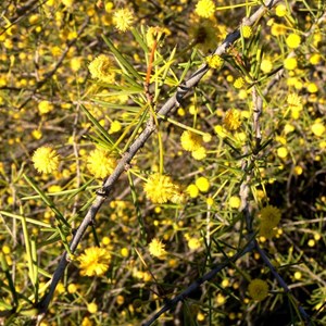 Dead Finish, Acacia tetragonophylla