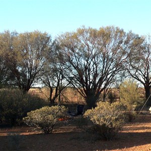 Red Mulga along a drainage line near Mt. Dare.