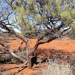 Red Mulga near Mt. Magnet, WA