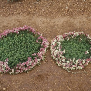 Wreath Flower