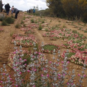 Lechenaultia