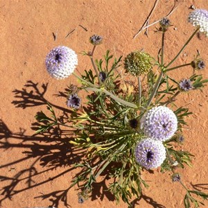 Wild parsley or wild carrot, Simpson Desert