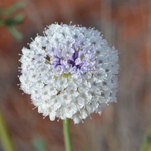 Great Victoria Desert