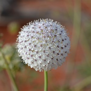 Great Victoria Desert