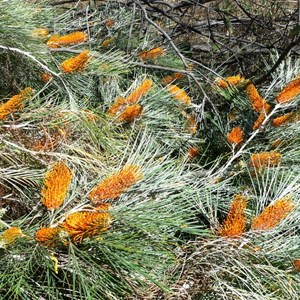 Grevillea