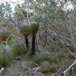 A clump of Kingias, Stirling Ranges NP. WA