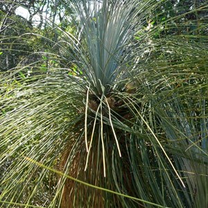 Younf flowerheads of Kingia emerge near the top of the plant.