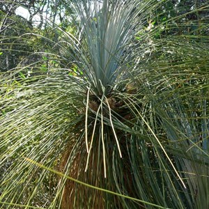 Younf flowerheads of Kingia emerge near the top of the plant.