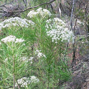 Conospermum mitchellii, Grampians NP, Vic.