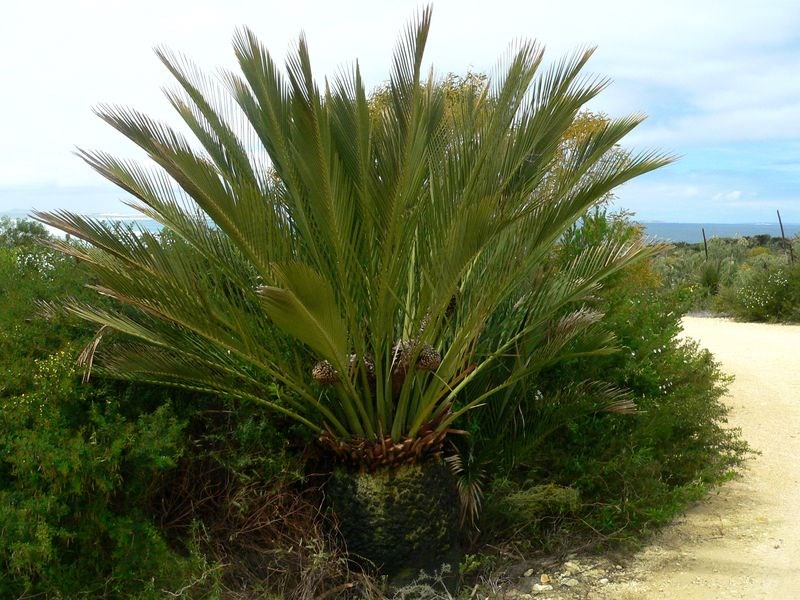 Macrozamia dyeri or Zamia Palm @ BOG Wildflowers