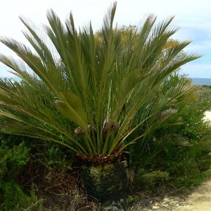 Male Macrozamia dyeri  with cones in the NP campground, Cape Arid, WA