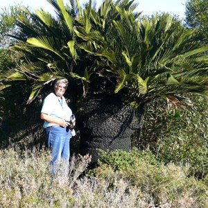 Large Macrozamia dyeri, Cape Arid Np, WA