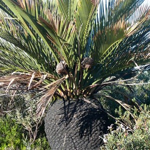 Cones on Macrozamia dyeri.