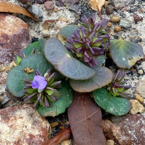 Polygala orbicularis