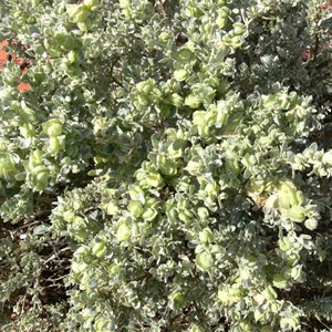 Bladder Saltbush, Atriplex vesicaria near lake Torrens