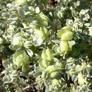 Bladder Saltbush near Lake Torrens