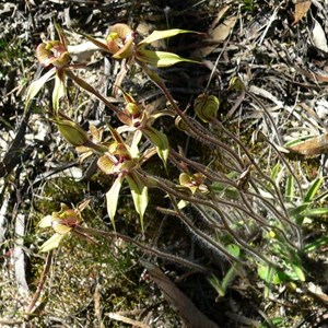 Caladenia near Pingrup, WA