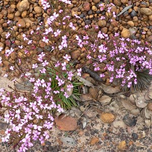 Trigger Plant, Lucky Bay, WA showing basal rosette of leaves