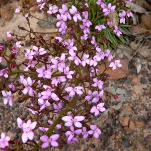 Trigger Plant, Cape le Grand NP, WA