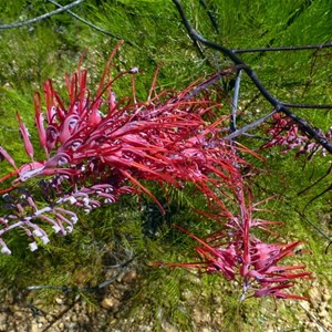 Dryander's grevillea - Grevillia dryandri