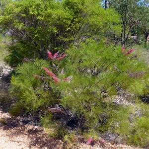 Dryander's grevillea - Grevillia dryandri