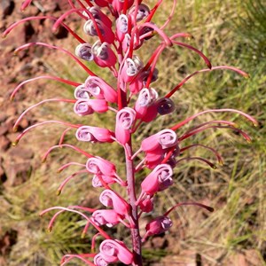 Grevillea dryandri. Lawn Hill NP, Qld