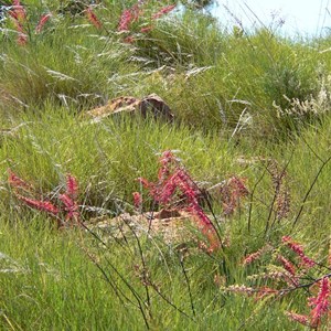 Grevillea dryandri growing among spinifex, Lawn Hill Np, Qld