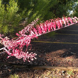 Grevillea  Dryandri