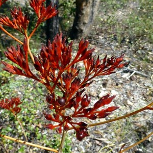 Scarlet bloodroot - Haemodorum coccineum