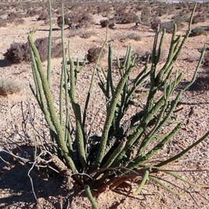 Dunna Dunna - Lawrencia helmsii.