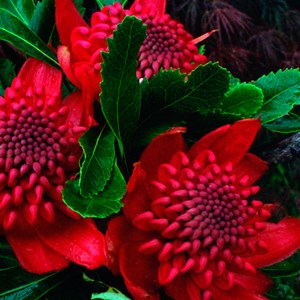 Waratah (Telopea speciosissima)