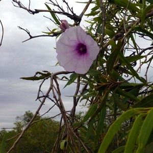 Weir Vine - Ipomoea calobra