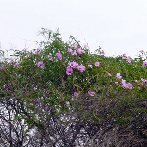 Weir Vine - Ipomoea calobra