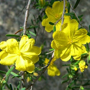 Guinea Flower