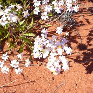 Pink Everlasting - Schoenia cassiniana 